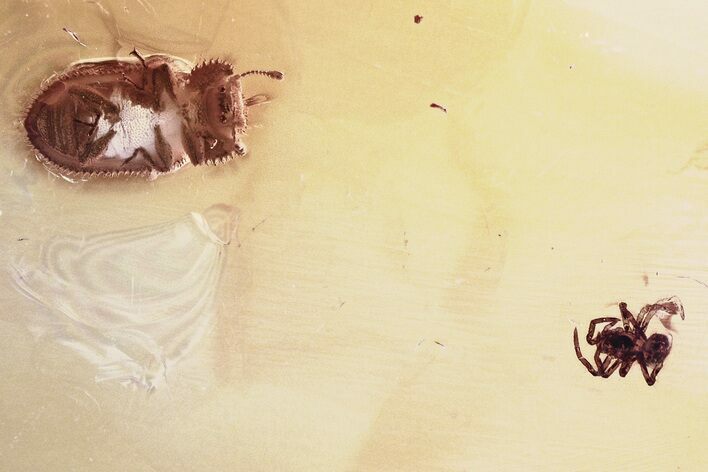 Detailed Fossil Spider and Ironclad Beetle in Baltic Amber #343364